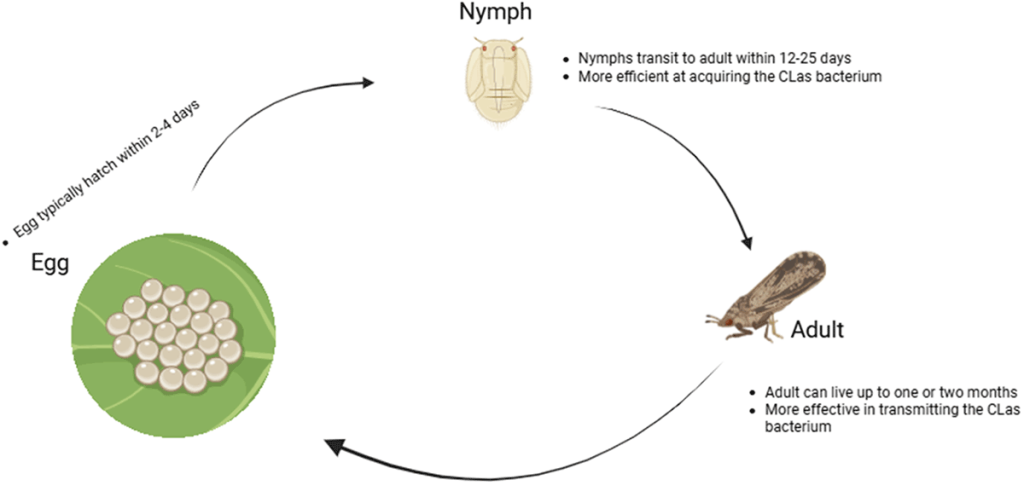 Graphic illustrating the life cycle (egg to nymph to adult) of an Asian citrus psyllid.
