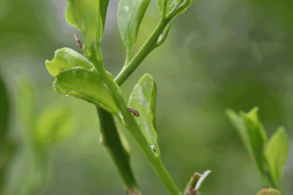 Magnified close-up of citrus foliage with small brown and white speckled insect feeding on leaf stem.