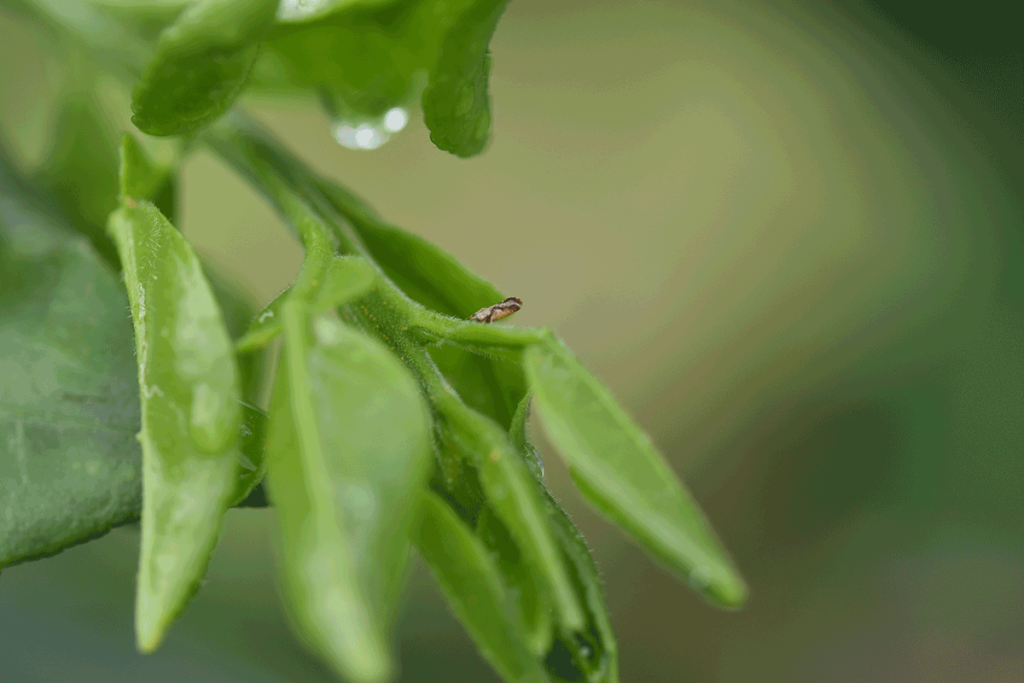 Magnified close-up of citrus foliage and brown insect feeding on leaf stem.