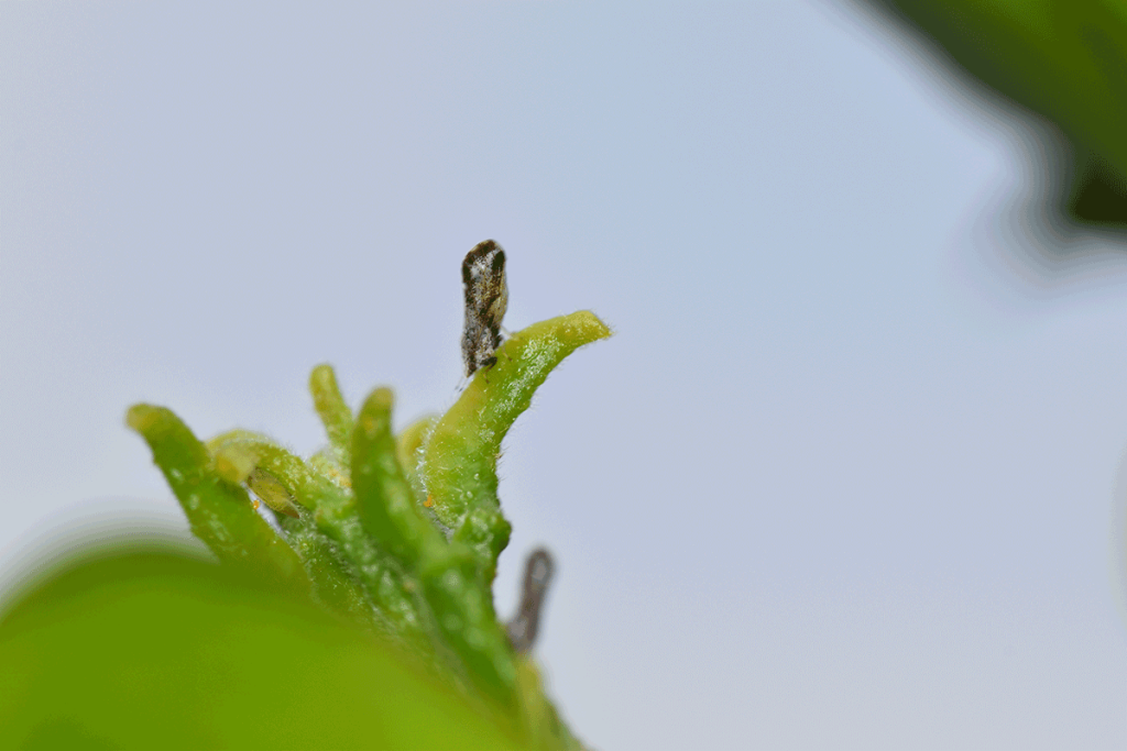 Magnified close-up of a brown insect feeding on a plant part.